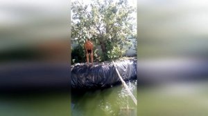 Мой пруд для раков в частном доме ( Часть 4)