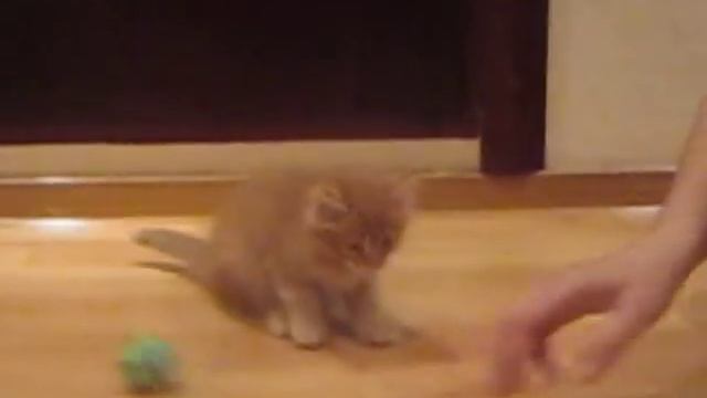 Рыжий кот Бозон - Первый день в нашем доме (часть 2) смотреть онлайн