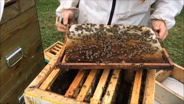 Вывел матку из маточника. Проверяю на качество расплод. Перебираю гнездо.Готовлюсь к акациевому мед смотреть онлайн