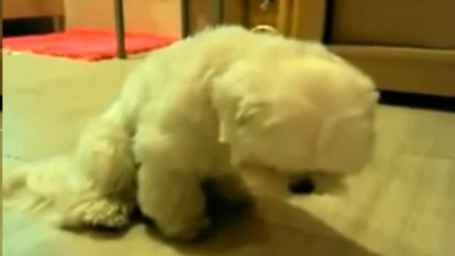Засыпающий щенок Puppy sleeping смотреть онлайн