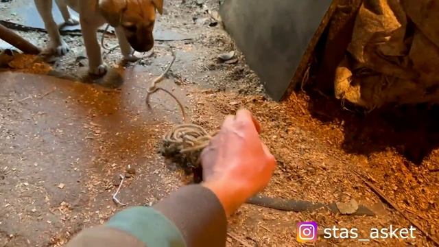 STAS ASKET _Смастерил Тренажёр_