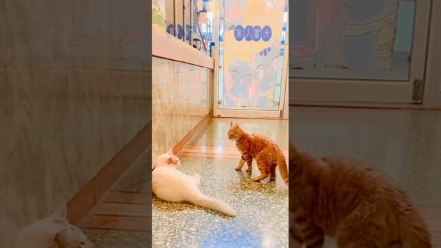 VID_20231116_215038_049.mp4