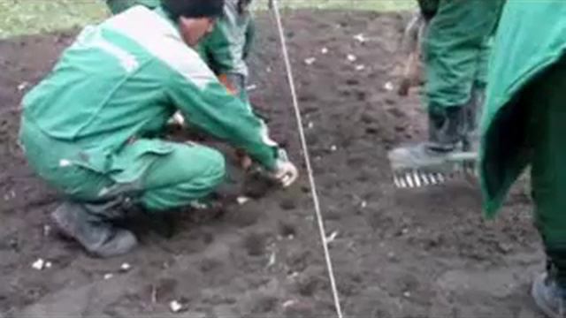 Осенняя посадка тюльпанов смотреть онлайн