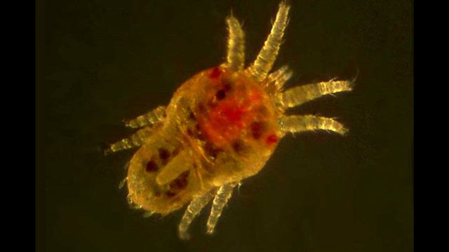 КЛЕЩ БОЛЬШАЯ ОПАСНОСТЬ смотреть онлайн