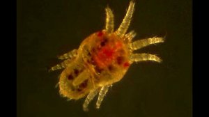 КЛЕЩ БОЛЬШАЯ ОПАСНОСТЬ