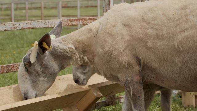 Порода голубомордый лейстер | Директор по животноводству Фермер Сервис Павел Вельтищев