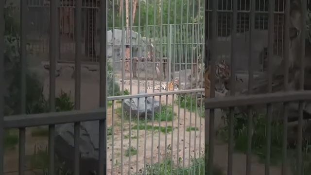 #лев#тигр#животные#чтозалевэтоттигр смотреть онлайн