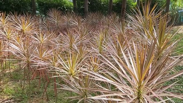 Pennisetum Setaceum|Fireworks Grass Plant|Purple Fountain Grass|Presly Channel
