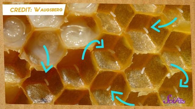 Busy Bees! | Bumblebees and Honeybees | Amazing Animals | SciShow Kids смотреть онлайн