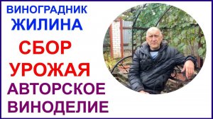 Сбор урожая винограда для авторского виноделия