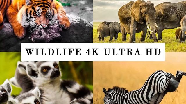 Baby Animals 4K - Top 50 Cutest Baby Animals - Calming Music - Relaxing Nature Sounds