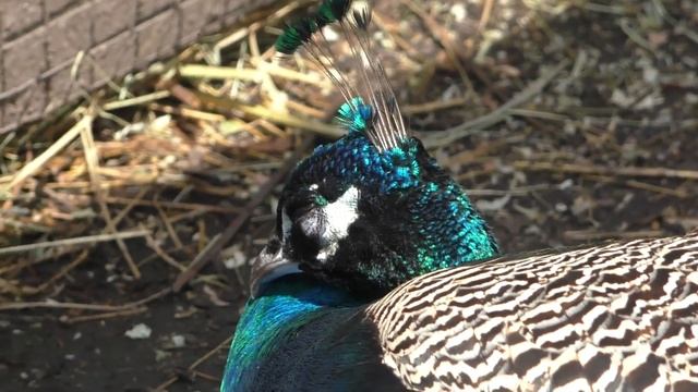 Ферма Манжерок. Животные