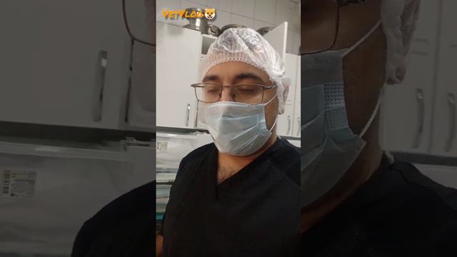 И даже такое бывает у собак 😒 смотреть онлайн