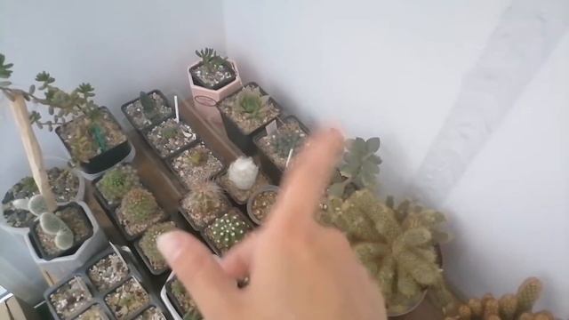 Новые кактусы и суккулент / Пересадка / Полив суккулентов смотреть онлайн