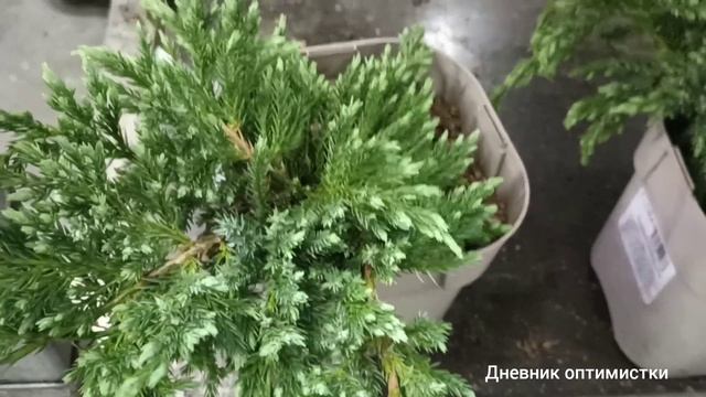 В МАГАЗИН ЗА ЦВЕТАМИ ??? смотреть онлайн