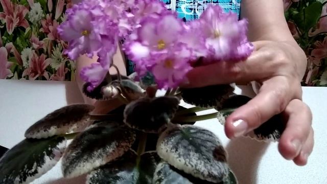 Особенности сорта фиалок РС Гламурная дева смотреть онлайн