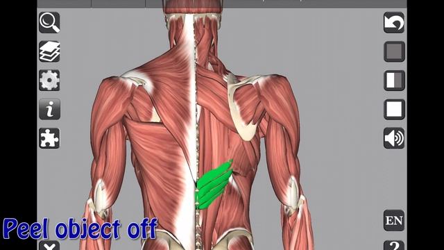 3D Anatomy app смотреть онлайн