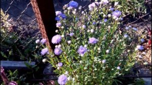 МЕЛКОЛЕПЕСТНИК ДЕКОРАТИВНЫЙ или ЭРИГЕРОН