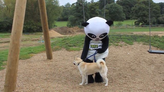 Free Fallers Panda on a swing with husky/buhund cross смотреть онлайн