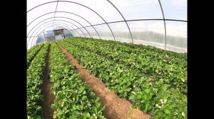 Калий для клубники.