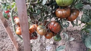 Томат "Энди страйп". Урожай 2020 года.