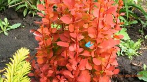 Барбарис тунберга Оранж Рокет ? обзор: как сажать, саженцы барбариса Оранж Рокет