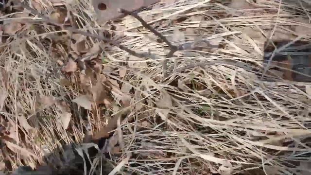 Коп Металла!!! Окрестности Урочище!!! Находки даже без Quest x5!!! смотреть онлайн