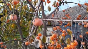 Хурма Россиянка после перегруза урожаем.