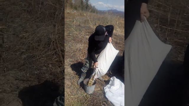 Засеваем овсом поле кабанам смотреть онлайн