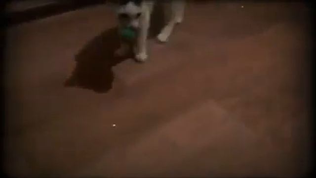 Кошка приносит мячик смотреть онлайн