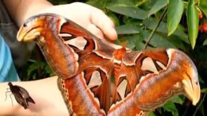 Самая большая бабочка в мире !!!