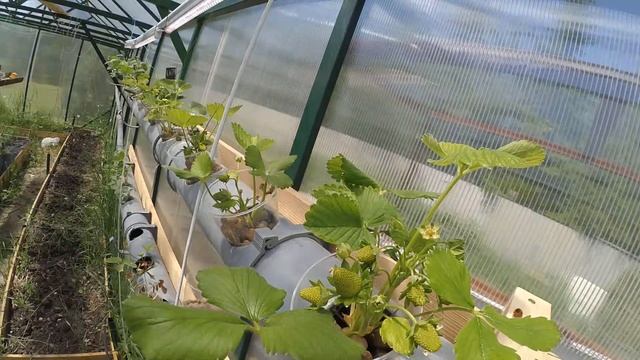 Клубника в гидропонике смотреть онлайн