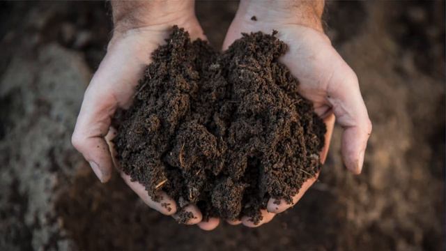 Essential Philodendron Brasil Care Tips смотреть онлайн