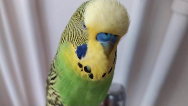 Волнистый Попугайчик Кеша 🐦 Попугай Разговаривает 🐦 Попугай Кеша говорит 🐦 смотреть онлайн