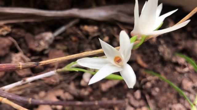 Dendrobium moniliforme (L.) Sw. 1799 смотреть онлайн
