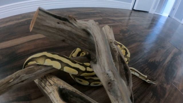 Ball Python SNAKE NINJA QUEST смотреть онлайн