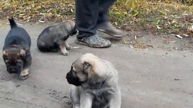Алабаи щенки 1 месяц, из питомника Кара Юлдуз смотреть онлайн