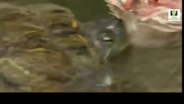 Best Attacks Of Wild Animals 2017 - Tortoises and Sea Turtles - Wildlife Animal смотреть онлайн