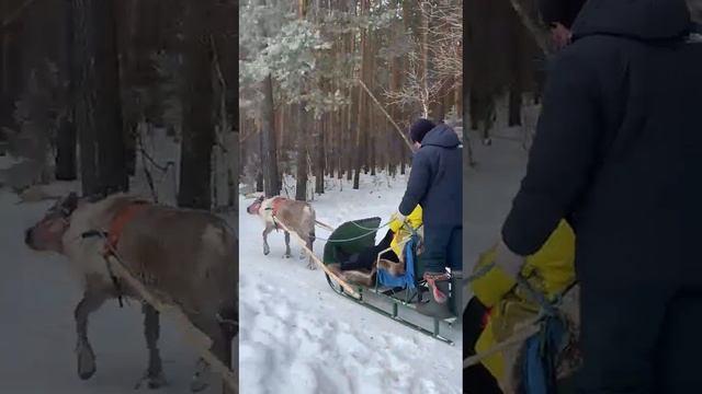 Что за зверь такой в упряжке? смотреть онлайн