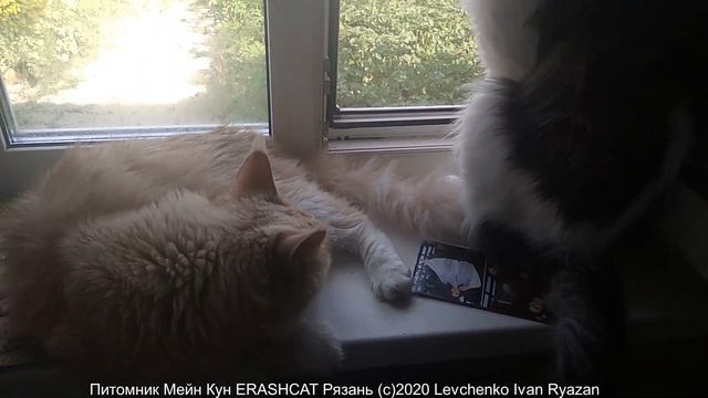 Мейн Кун Наполеон Мейн Кун самец в 2,5 года смотреть онлайн