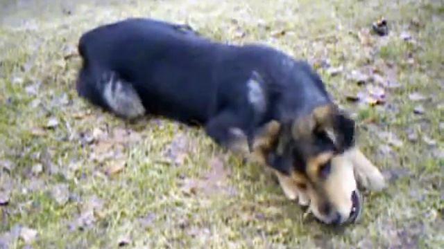 Собака грызет кость смотреть онлайн