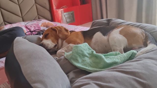 Can your Beagle Sleep with you on your Bed? смотреть онлайн