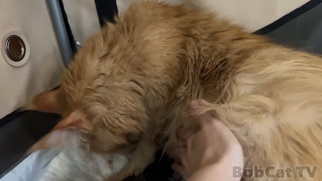 РОДЫ МЕЙН-КУНА МЕЛИССЫ / Бессонная ночь с кошкой смотреть онлайн