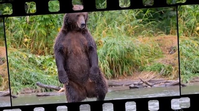 Медведь. Интересно о хозяине леса. А ты это знаешь? Окружающий мир. смотреть онлайн