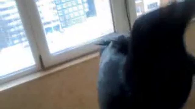 ВОрон Морган Просит кушать.mp4 смотреть онлайн