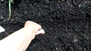 Сею Чернушку Лука на Головки сорта "ДАНИЛОВСКИЙ"  31 мая 2022г.