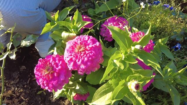 Циннии, за которыми не надо ухаживать. Описание самых красивых сортов цинии смотреть онлайн