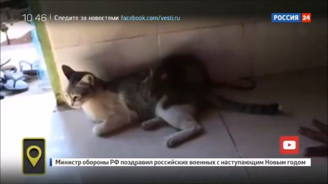 Самая ленивая кошка: крыса по ней ползает, а ей по фигу смотреть онлайн