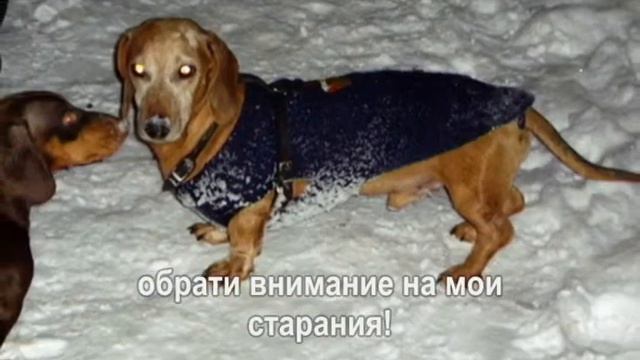 Таксы смотреть онлайн