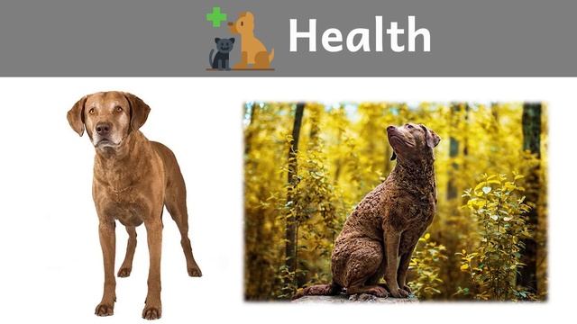 Podcast 74: Chesapeake Bay Retriever – Sporting Group | Dog Breeds смотреть онлайн